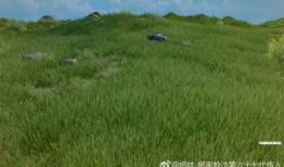 女子爆料破坏草地视频大全,公共道德与个人行为的反思